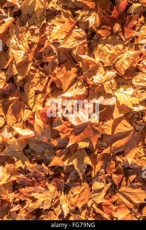 Platane, gefallene Herbstlaub - Frankreich. Stockfoto