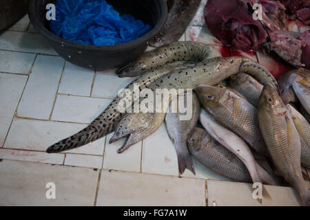 Kleine Muränen zum Verkauf innerhalb der CO2-Markt befindet sich im Zentrum von Cebu City, Philippinen. Stockfoto