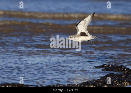 Grauer Pflug (Pluvialis squatarola) mit schwarzen Hilfsmitteln Stockfoto