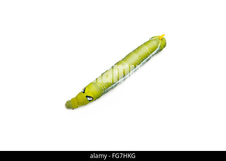 grünen Wurm weißen Hintergrund Fehler Schmetterling Larve Pest closeup Stockfoto