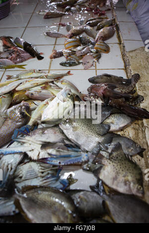 Kleine Riff-Fische zum Verkauf innerhalb der CO2-Markt befindet sich im Zentrum von Cebu City, Philippinen. Stockfoto