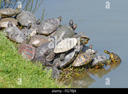 Wasser-Schildkröten-Familie Stockfoto