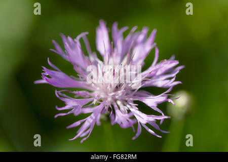 Centaurea cyanus Stockfoto