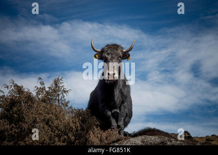 Namche Bazar, Nepal. 18. Februar 2016. Die Everest und Khumbu-Region ist mit Fug und Recht das berühmteste aller Trekking- und Mountainbike-Regionen. Befindet sich in Ost-Nepal, bietet die Everest-Region ein breites Spektrum für viele Touristen erlebt. Tourismus ist von großer Bedeutung für das Wohlbefinden der Menschen in der Region zu sein, wie es Arbeitsplätze bringt und Menschen können Löhne verdienen anerkannt. Bildnachweis: Velar Grant/ZUMA Draht/Alamy Live-Nachrichten Stockfoto