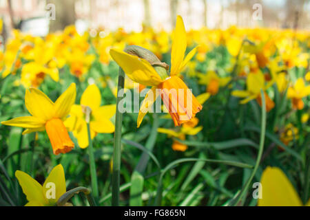 Narzissen in Holland Stockfoto