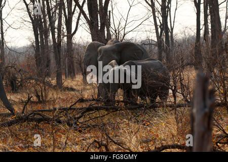 Loxodonta Africana Tembo oder Nduvo sind die größten Pflanzenfresser wildes Tier in der Welt Stockfoto