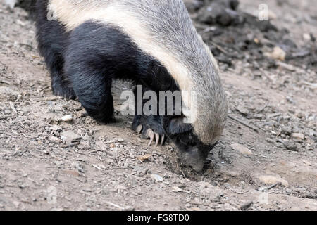 Honigdachs (Mellivora Capensis) Stockfoto