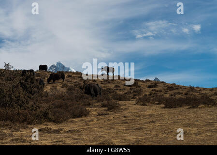 Namche Bazar, Nepal. 18. Februar 2016. Die Everest und Khumbu-Region ist mit Fug und Recht das berühmteste aller Trekking- und Mountainbike-Regionen. Befindet sich in Ost-Nepal, bietet die Everest-Region ein breites Spektrum für viele Touristen erlebt. Tourismus ist von großer Bedeutung für das Wohlbefinden der Menschen in der Region zu sein, wie es Arbeitsplätze bringt und Menschen können Löhne verdienen anerkannt. Bildnachweis: Velar Grant/ZUMA Draht/Alamy Live-Nachrichten Stockfoto