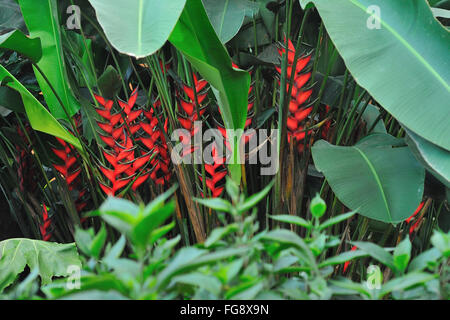 Leuchtend rote Blüte Heliconia in einem afrikanischen Garten Stockfoto