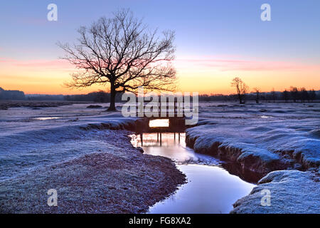 Longwater Rasen; New Forest; Lyndhurst; Hampshire; England; Stockfoto