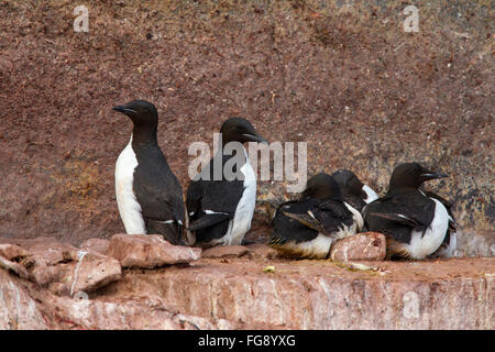 Bruennichs Guillemot, dick-billed Murre (Uria Lomvia). Brutvögel im Alkefjellet Cliff in Hinlopenstretet, Spitzbergen, Norwegen Stockfoto