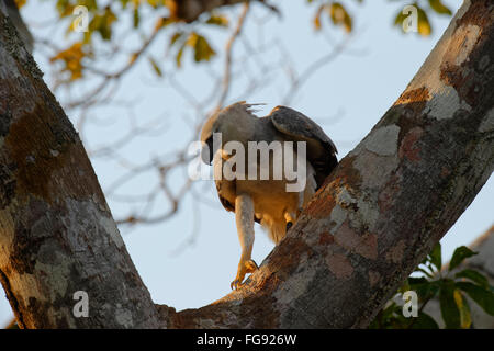 Unreife Harpyie (Harpia Harpyia) im Alter von 15 Monaten, Amazonas, Brasilien Stockfoto