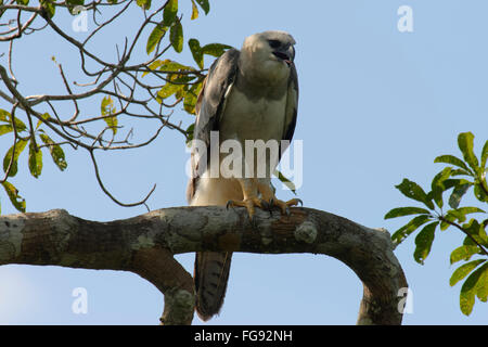 Unreife Harpyie (Harpia Harpyia) im Alter von 15 Monaten, Amazonas, Brasilien Stockfoto