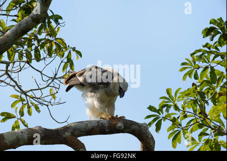 Unreife Harpyie (Harpia Harpyia) im Alter von 15 Monaten, Amazonas, Brasilien Stockfoto