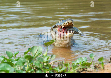 Yacare Kaiman (Caiman Yacare) verschlingt ein Fisch, Cuiaba River, Pantanal, Brasilien Stockfoto