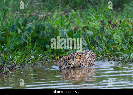 Jaguar (Panthera Onca) im Wasser, Cuiaba Fluss, Pantanal, Mato Grosso, Brasilien Stockfoto