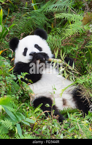 Im Alter von zwei Jahren junge Giant Panda, China Conservation and Research Centre für die großen Pandas, Chengdu, Sichuan, China Stockfoto