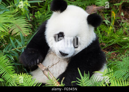 Zwei Jahre alter Junge Giant Panda, China Conservation and Research Centre für die großen Pandas, Chengdu, Sichuan, China Stockfoto