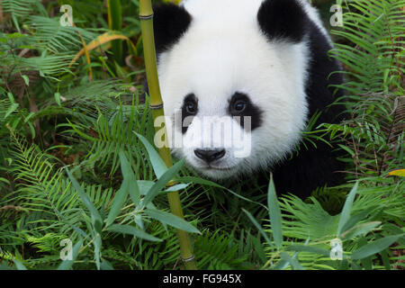 Zwei Jahre alter Junge Giant Panda, China Conservation and Research Centre für die großen Pandas, Chengdu, Sichuan, China Stockfoto