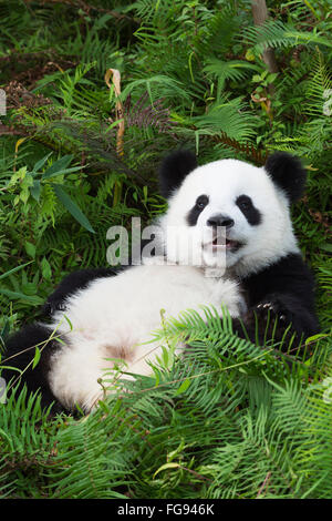 Zwei Jahre alter Junge Giant Panda, China Conservation and Research Centre für die großen Pandas, Chengdu, Sichuan, China Stockfoto