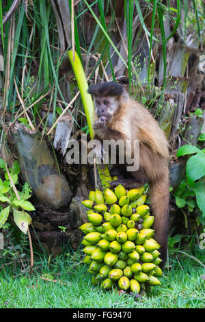 Getuftete Kapuziner, auch bekannt als braune Kapuziner, schwarz-capped Kapuziner Fütterung auf Palm Tree Früchte, Mato Grosso do Sul, Brasilien Stockfoto