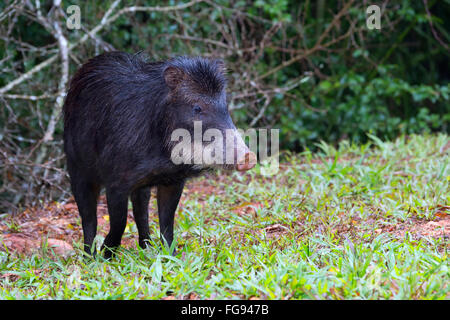 Weißlippen-Peccary (Tayassu Pecari), Mato Grosso do Sul, Brasilien Stockfoto