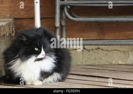 Schwarz / weiß Katze auf hölzernen Stock mit Blick auf den Abstand Stockfoto