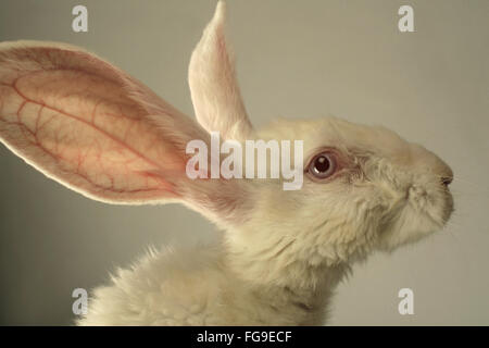 Porträt von einem weißen Kaninchen mit riesigen Ohren auf grauem Hintergrund Stockfoto