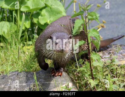 Nahaufnahme einer europäischen Fischotter (Lutra Lutra) verlassen das Wasser, an Land kommen. Stockfoto