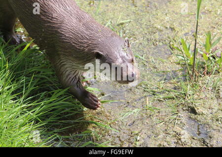 Nahaufnahme von einem europäischen Fischotter (Lutra Lutra) zu Fuß in der Nähe von Wasser.  Aka (Fluss) eurasische Fischotter oder alten Welt Otter Stockfoto