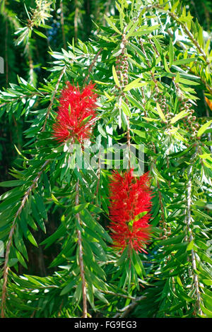 Melaleuca Viminalis, allgemein bekannt als weinend Bottlebrush oder Creek Bottlebrush ist eine Pflanze in der Myrte Familie Myrtaceae Stockfoto