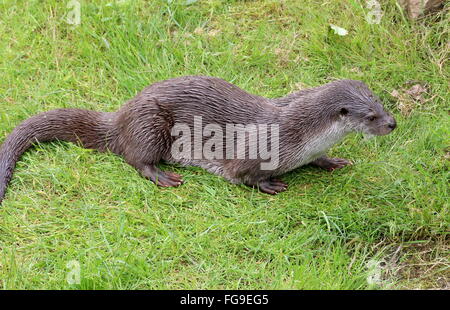 Nahaufnahme von einem europäischen Fischotter (Lutra Lutra) auf der Pirsch. Aka (Fluss) eurasische Fischotter oder alten Welt Otter Stockfoto