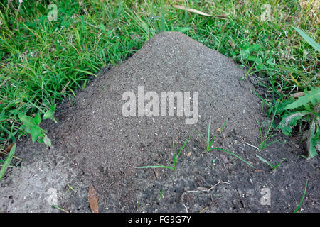 ein Ameisenhaufen von Sand in Florida, USA Stockfoto