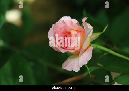 Entfaltenden rosa rose Blume Knospe in einem englischen Garten im Sommer. Stockfoto