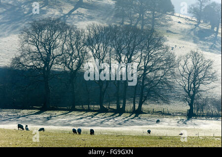 Builth Wells, Powys, UK. 18. Februar 2016. Schafe weiden in einem frostigen Feld nahe der kleinen Marktstadt Builth Wells in Powys, Wales, Vereinigtes Königreich. Bildnachweis: Graham M. Lawrence/Alamy Live-Nachrichten. Stockfoto