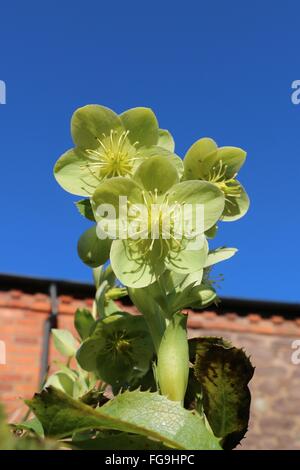 Blumen grün Nieswurz, Helleborus Argutifolius, Holly-blättrig oder korsische Nieswurz in der Wintersonne vor blauem Himmel. Stockfoto