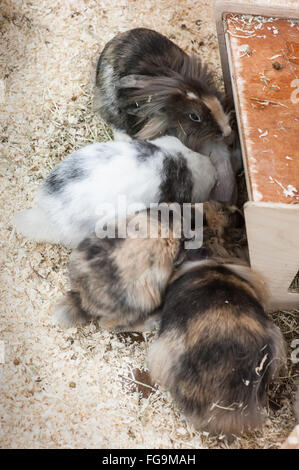 Gesunde Kaninchen in einem guten Umfeld leben Stockfoto