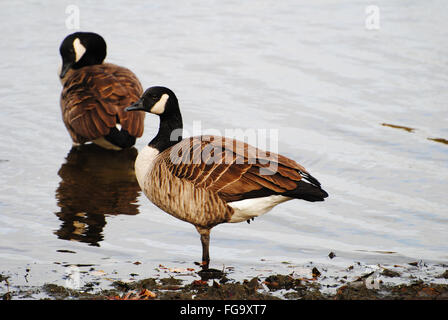 Zwei kanadische Gänse auf der felsigen Küste-Linie Stockfoto