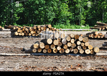 Große Holzscheite gestapelt in einem Holzfällerlager. Stockfoto