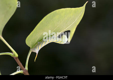 Tod-Kopf Hawkmoth Larve; Acherontia Atropos Single Essen ein Blatt Cornwall; UK Stockfoto