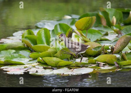 Teichhuhn; Gallinula Chloropus Young zu Fuß auf Lily verlässt Cornwall; UK Stockfoto