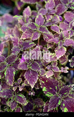 Coleus Leopard grün lila Coleus Blumei Solenostemon Scutellarioides Zierpflanze Laub Blätter bunt RM Floral Stockfoto