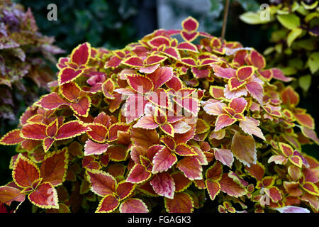 Coleus Winter Sun Coleus Blumei Syn Solenostemon Scutellarioides Zierpflanze Laub Blätter Muster gemustert Orange braun Stockfoto