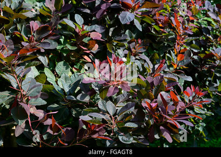 Cotinus Gnade Rauch Busch dunkle Blätter Laub Laubbaum Bäume ornamentalen RM Floral Stockfoto