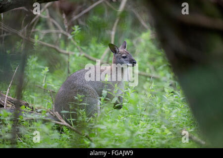Red Necked Wallaby; Macropus Rufogriseus Single im Wald nahe Sartfield; Isle Of Man; UK Stockfoto