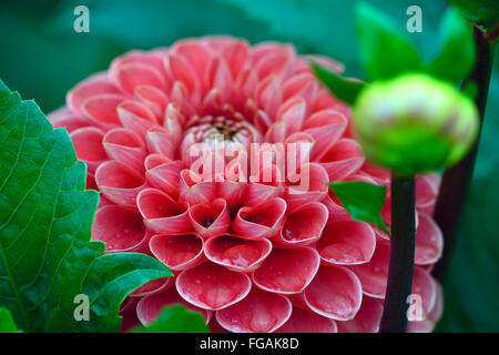 Dahlia Jomanda orange Kugel Dahlien blühen Blumen Blüte Blüte mehrjährige Knolle Tuberöse Pflanze RM Floral Stockfoto