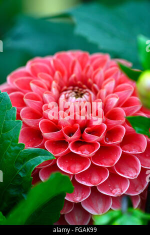 Dahlia Jomanda orange Kugel Dahlien blühen Blumen Blüte Blüte mehrjährige Knolle Tuberöse Pflanze RM Floral Stockfoto