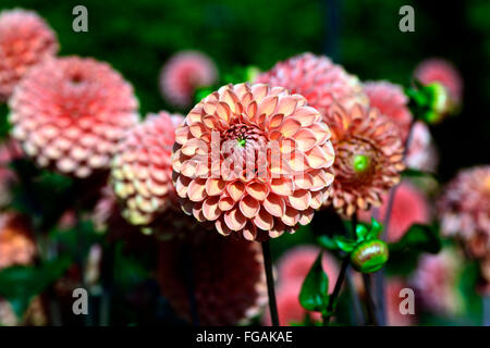 Dahlia Jomanda orange Kugel Dahlien blühen Blumen Blüte Blüte mehrjährige Knolle Tuberöse Pflanze RM Floral Stockfoto