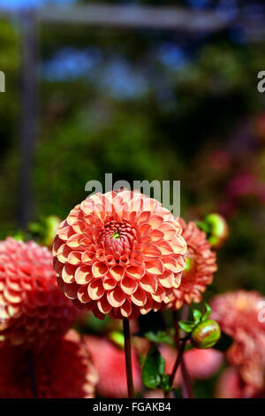 Dahlia Jomanda orange Kugel Dahlien blühen Blumen Blüte Blüte mehrjährige Knolle Tuberöse Pflanze RM Floral Stockfoto