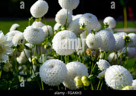 Dahlie l ' Ancresse weiße Kugel Dahlien blühen Blumen Blüte Blüte mehrjährige Knolle Tuberöse Pflanze RM Floral Stockfoto